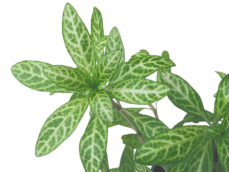 Indischer Sonnen-Wasserfreund - Hygrophila polysperma 'Sunset'